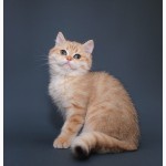 Британские золотистые котята (ny25, ny11)
