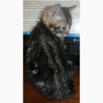 Кот скоттиш-страйт черный мраморный и другие - в добрые руки