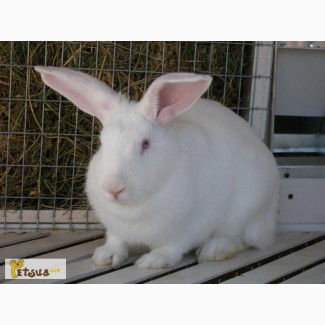 Продам кролики бройлерної породи термонська