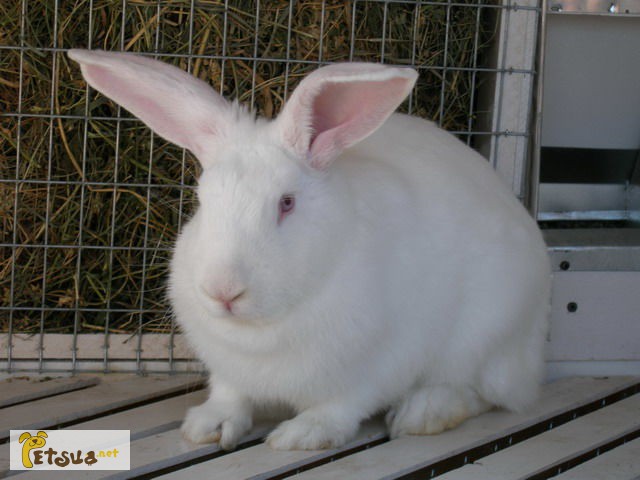 Фото 1/1. Продам кролики бройлерної породи термонська