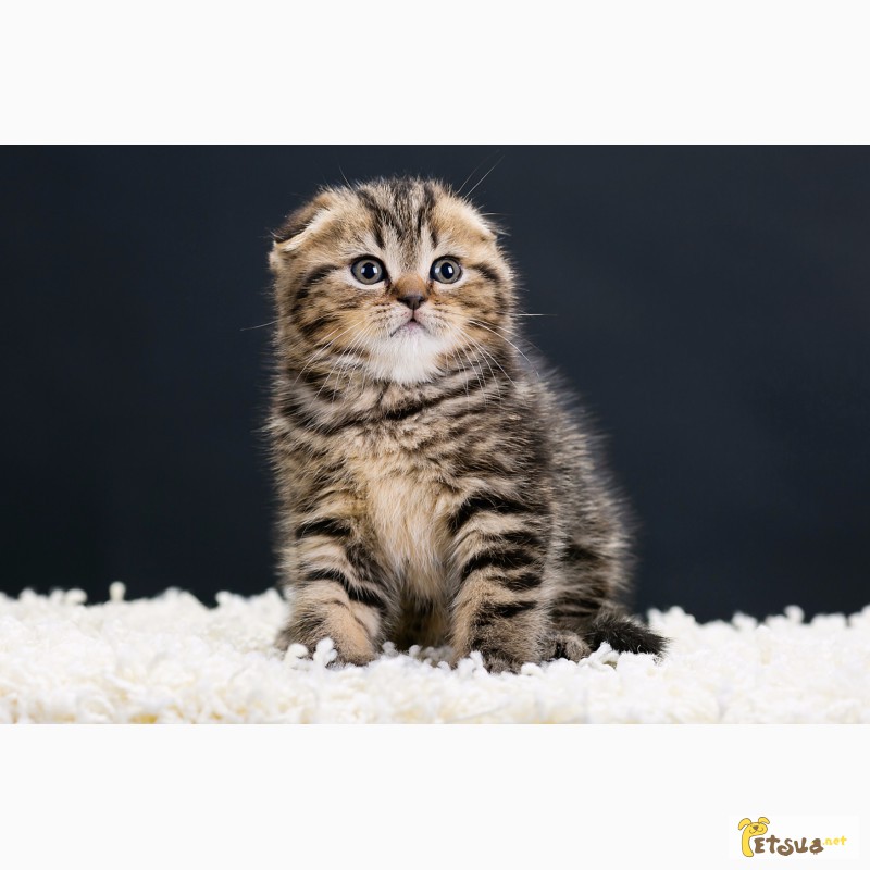 Фото 2. Золотой по характеру котенок скоттиш фолд мраморного окраса, чистокровный, клубный мурчун