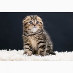 Золотой по характеру котенок скоттиш фолд мраморного окраса, чистокровный, клубный мурчун