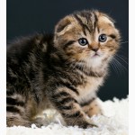 Золотой по характеру котенок скоттиш фолд мраморного окраса, чистокровный, клубный мурчун