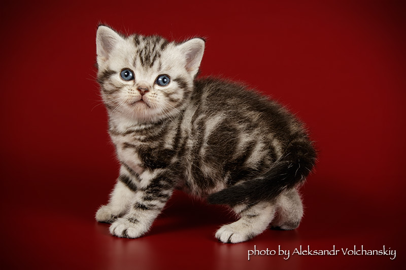 Фото 4. Американские короткошерстные котята