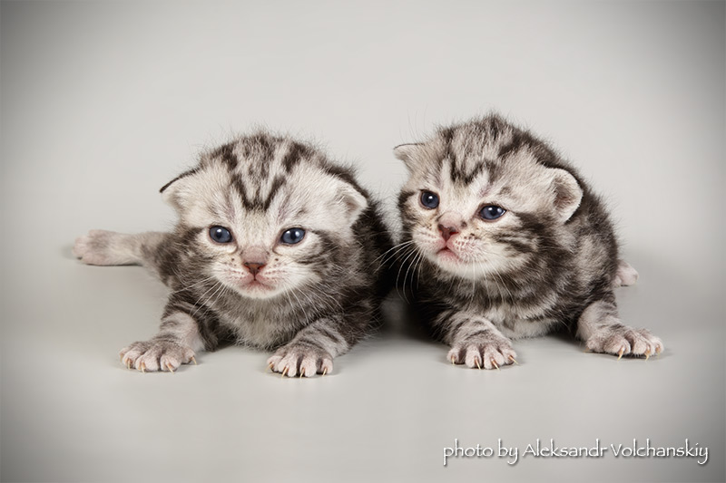 Фото 2. Американские короткошерстные котята