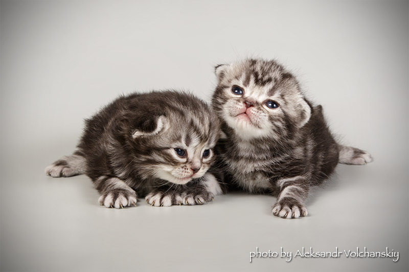 Фото 3/8. Американские короткошерстные котята