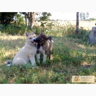 Собака Западно-сибирская лайка