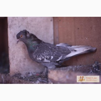 Ленинаканские голуби (агасиевские)