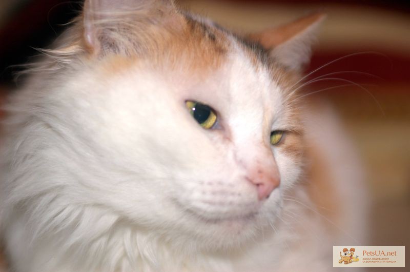 Фото 1/1. Рене ван Кидиси, бело-рыжая, стерилизованная кошка.