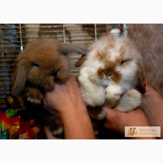 Карликовый декоративный кролик, разные породы, ручные крольчата