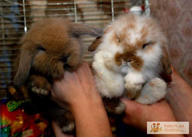 Фото 1/1. Карликовый декоративный кролик, разные породы, ручные крольчата