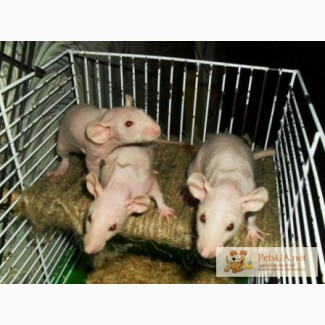 Крысы сфинкс-дамбо