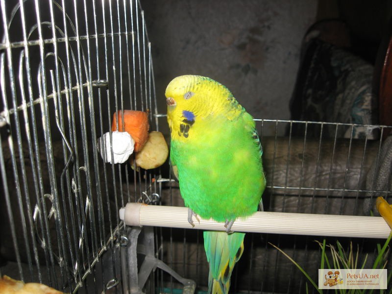 Волнистый попугай бирюзовый фото