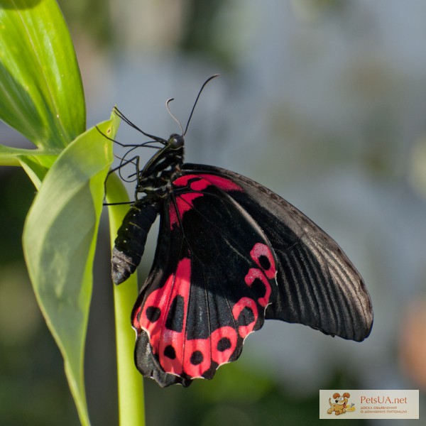 Бабочки - сухой материал Papilio rumanzovia, Papilio thoas, Caligo memnon