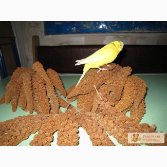 Корм чумиза-лакомство для декоративной птицы и грызунов
