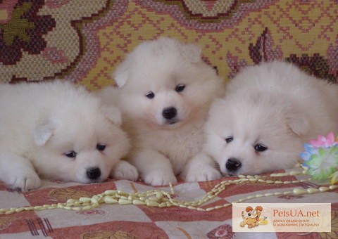 Белоснежные щенки самоедской собаки