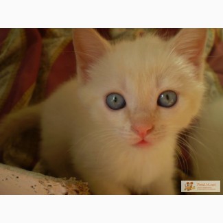 Продам тайских (сибирских) котят