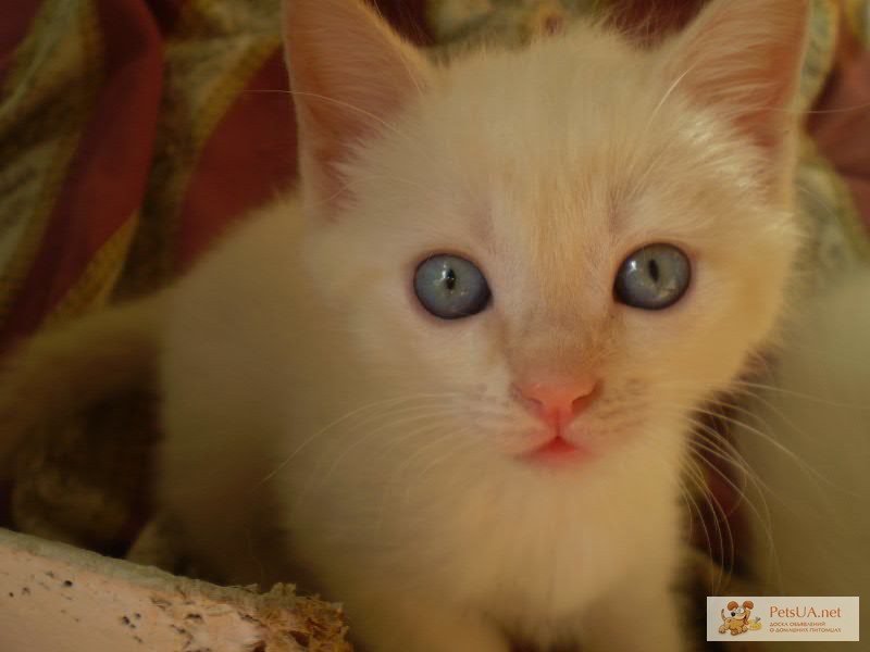 Продам тайских (сибирских) котят