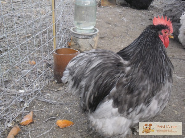 Фото 1/1. Цыплята и яйца инкубационные голландская белохохлая, кохинхин карликовый