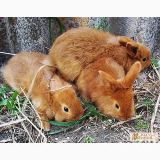 Продам кролов, кролей, кроликов НЗК (новозеландские красные)