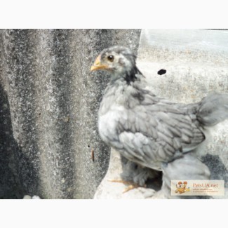 Продам 3 місячних кучат Голубого коха Курчата кохінхін голубий.