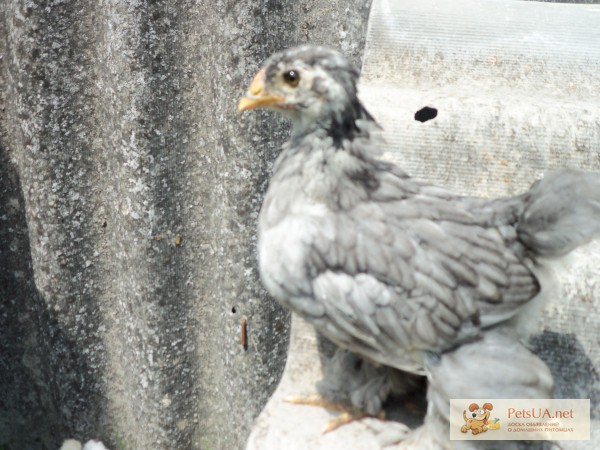Продам 3 місячних кучат Голубого коха Курчата кохінхін голубий.