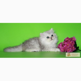 Продажа красивейших котят персидской шиншиллы с зелеными глазами