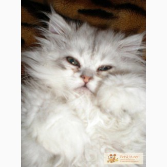Продам котят персидской серебристой шиншиллы и котят белоснежного окраса