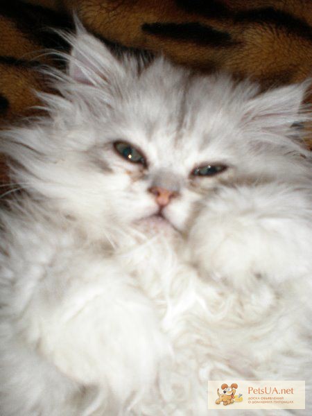 Фото 1/1. Продам котят персидской серебристой шиншиллы и котят белоснежного окраса