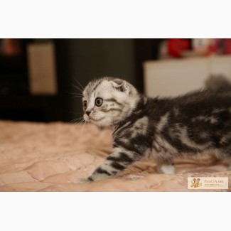 Продажа шотландских вислоухих (Scottish fold) и прямоухих (Scottish straight) котят в Киеве. Все кот