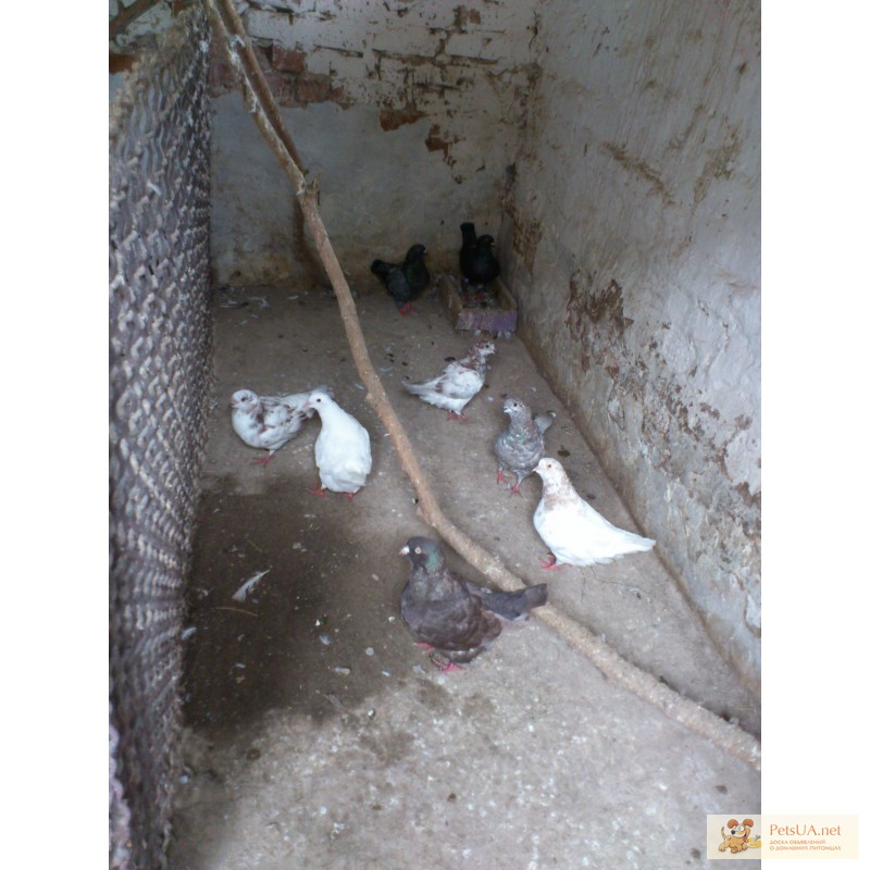 Фото 2. Продам голубів кінгів та штрасерів