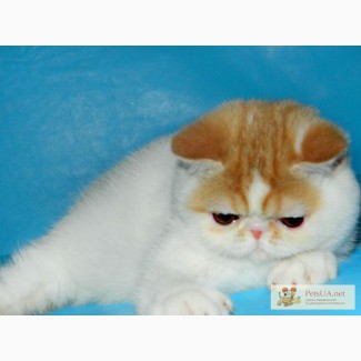 Кукольные плюшевые котята-экзотики питомника Ket Murket Baffi