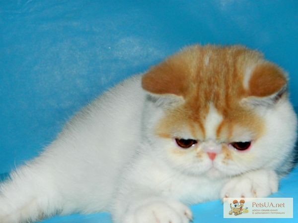 Фото 1/1. Кукольные плюшевые котята-экзотики питомника Ket Murket Baffi