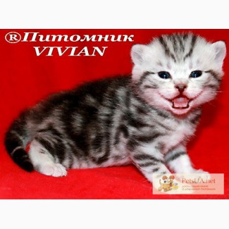 Британские мраморные котята из питомника VIVIAN.