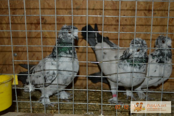 Фото 1/1. Продам Таджикских голубей породы Худжандские лалаки. Таджикские голуби
