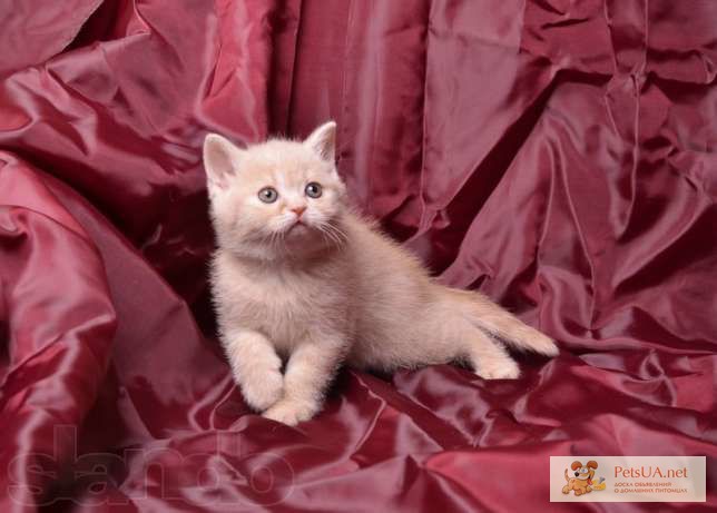 Фото 1/1. Британский персиковый котик