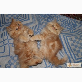Шикарные, чистокровные котята персы.