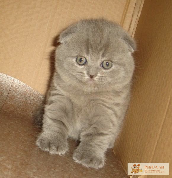 Продам/купить британские вислоухие плюшевые котята, Киев — PetsUA
