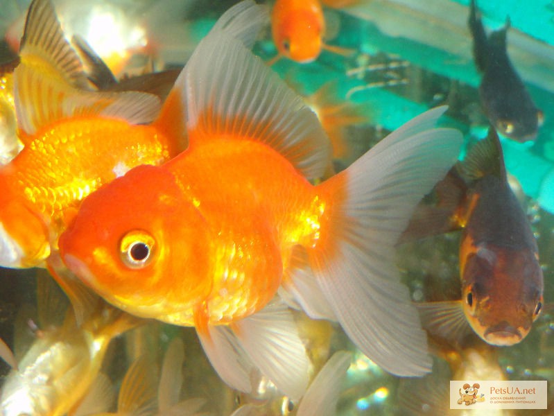 Фото 1/1. Разнообразные аквариумные рыбки! Доставка в любую точку Киева!