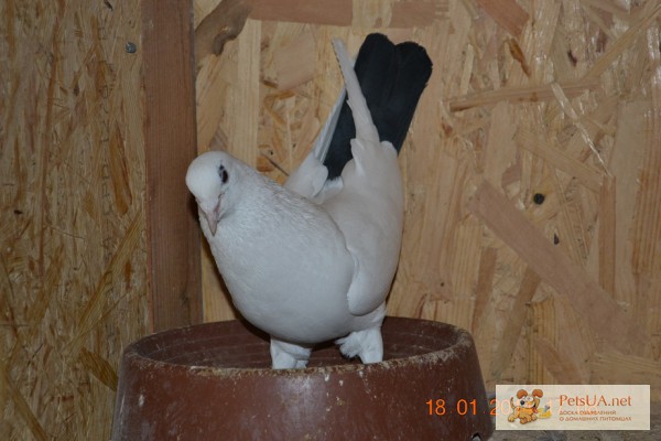 Бакинские белые чёрнохвостые голуби продам Бакинские белые чёрнохвостые голуби.