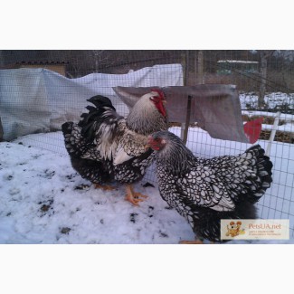 Цыплята, яйца инкубационные виандот серебристый и красный черноокаймленный