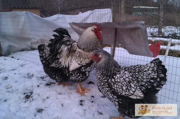 Фото 1/1. Цыплята, яйца инкубационные виандот серебристый и красный черноокаймленный
