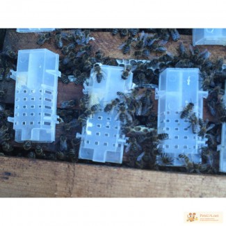 Продам маток семьи пчел и пчелопакеты в первой декаде мая