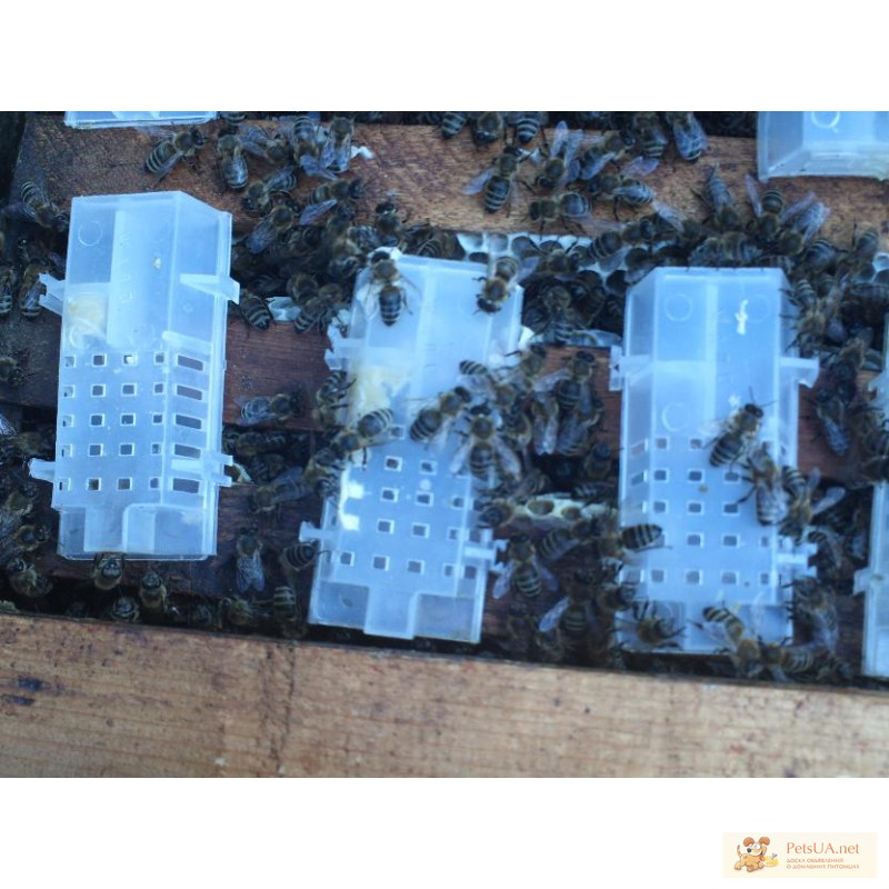 Фото 1/1. Продам маток семьи пчел и пчелопакеты в первой декаде мая