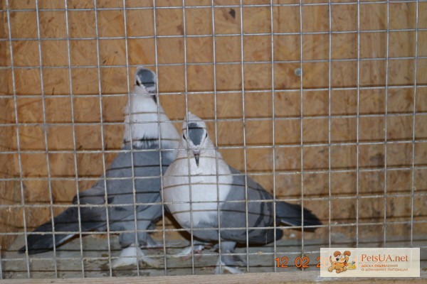 Фото 1/1. Киевские голуби киевские голуби