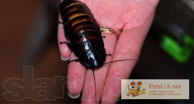 Фото 2/2. Продаются Мадагаскарские тараканы