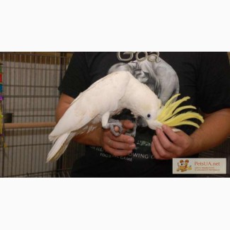 Ручной попугай Какаду с шикарным хохолком - птенцы выкормыши