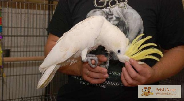 Фото 1/1. Ручной попугай Какаду с шикарным хохолком - птенцы выкормыши