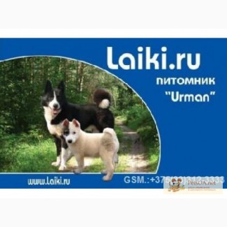 ПлемЗавод LAIKIRU круглый год продаёт щенков и взрослых рабочих собак.