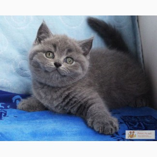 Плюшевое Чудо-британский голубой котенок!